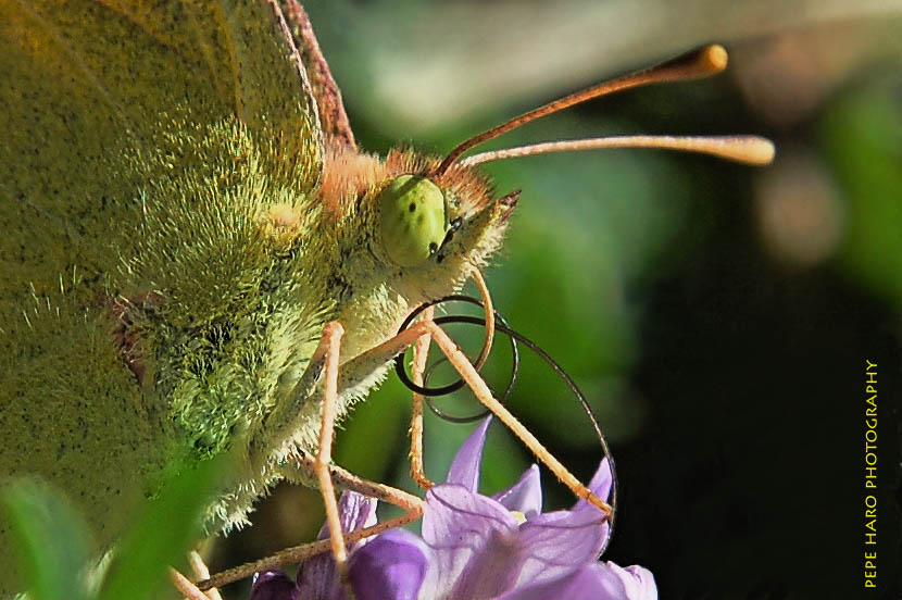 La lengua de las mariposas.