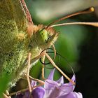 La lengua de las mariposas.