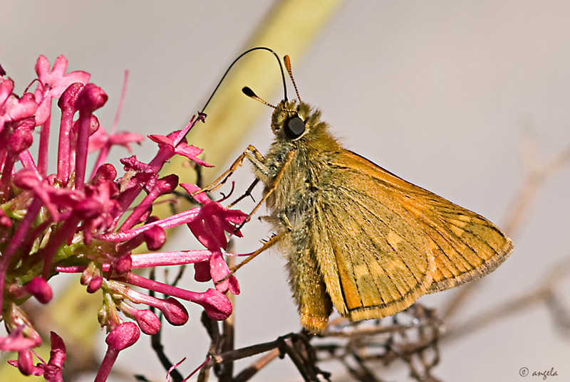 La lengua de las mariposas