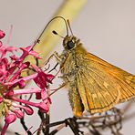 La lengua de las mariposas