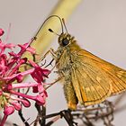 La lengua de las mariposas