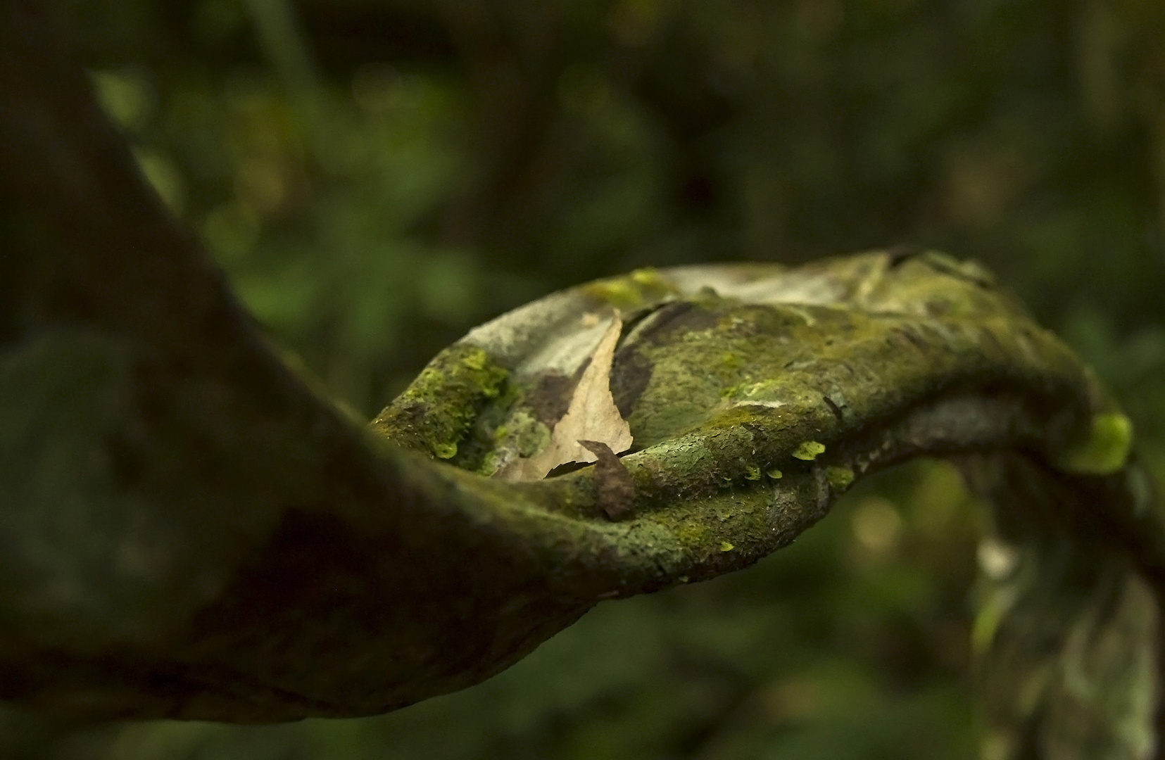 La liane de la forêt amazonnienne