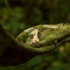 La liane de la forêt amazonnienne