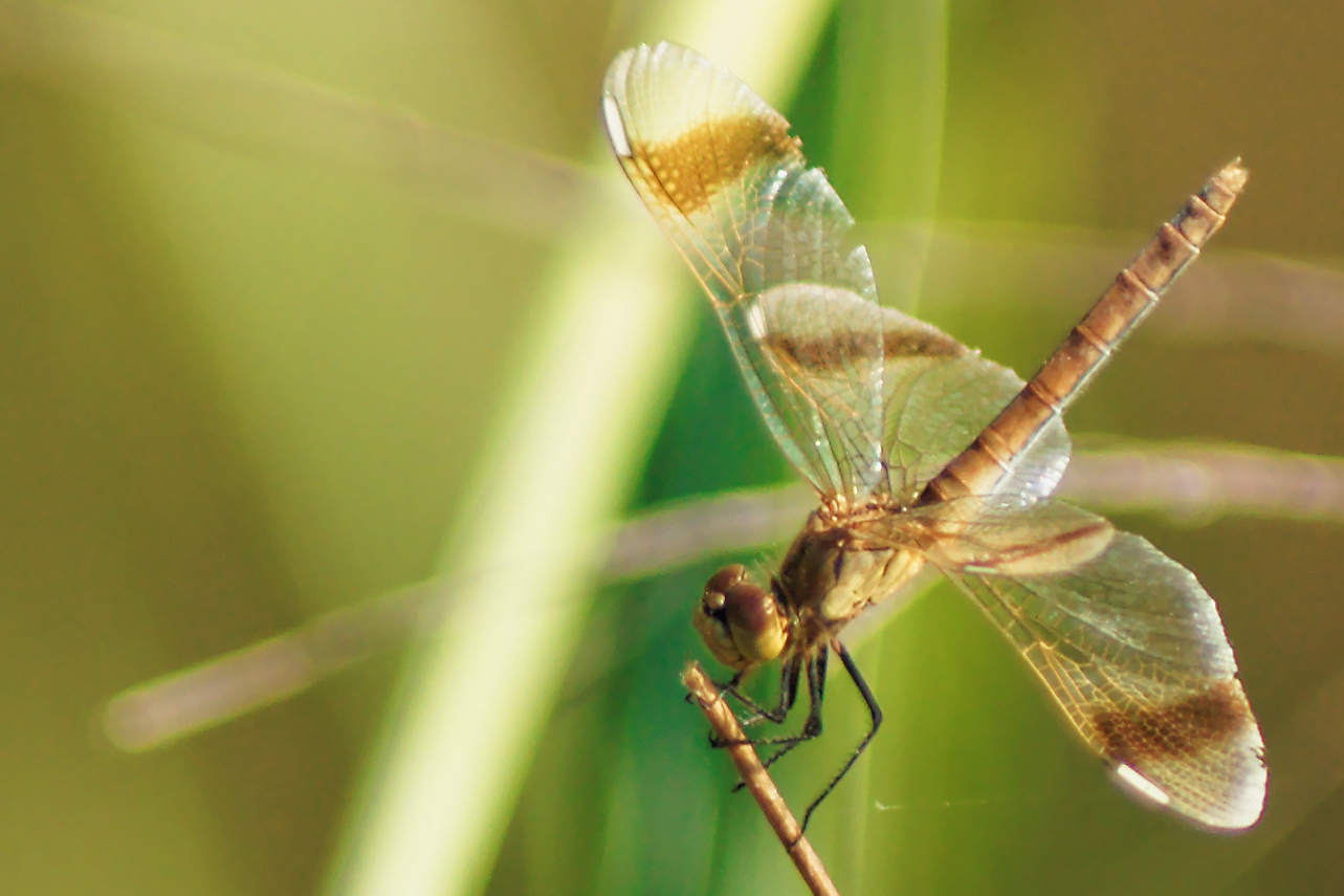 La libellula