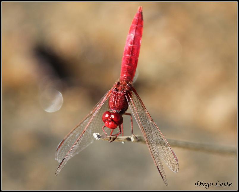 La Libellula