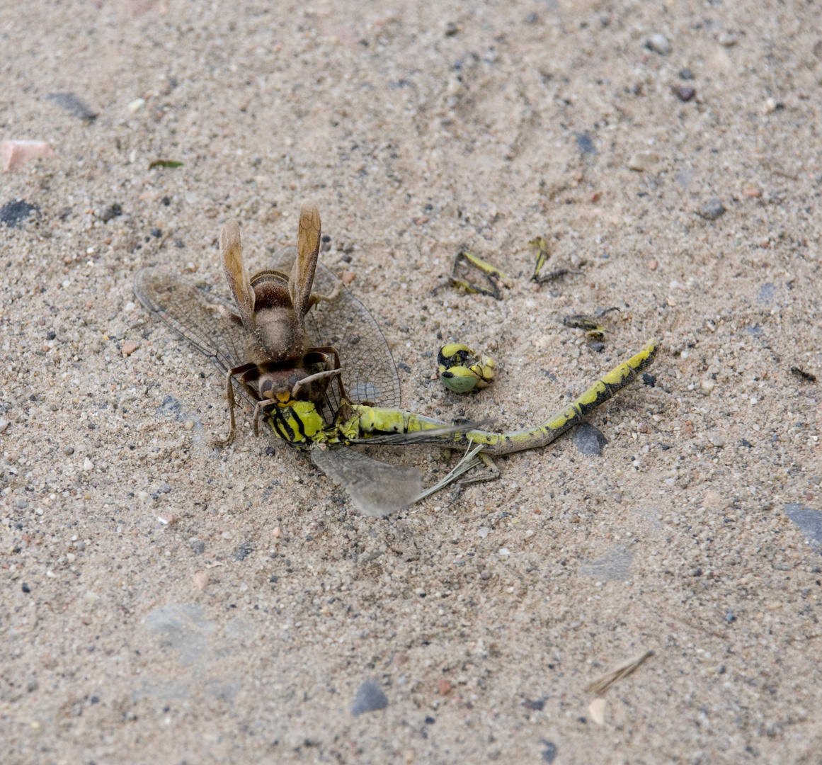 La libellula aggredita