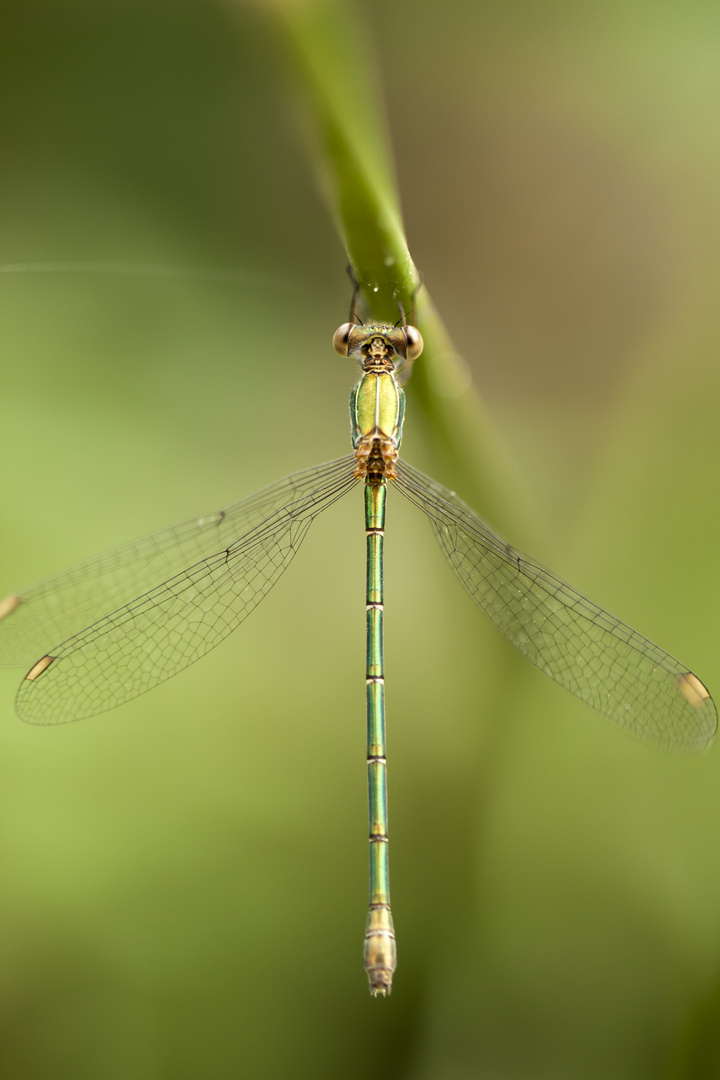 la libellula appesa al filo d'erba