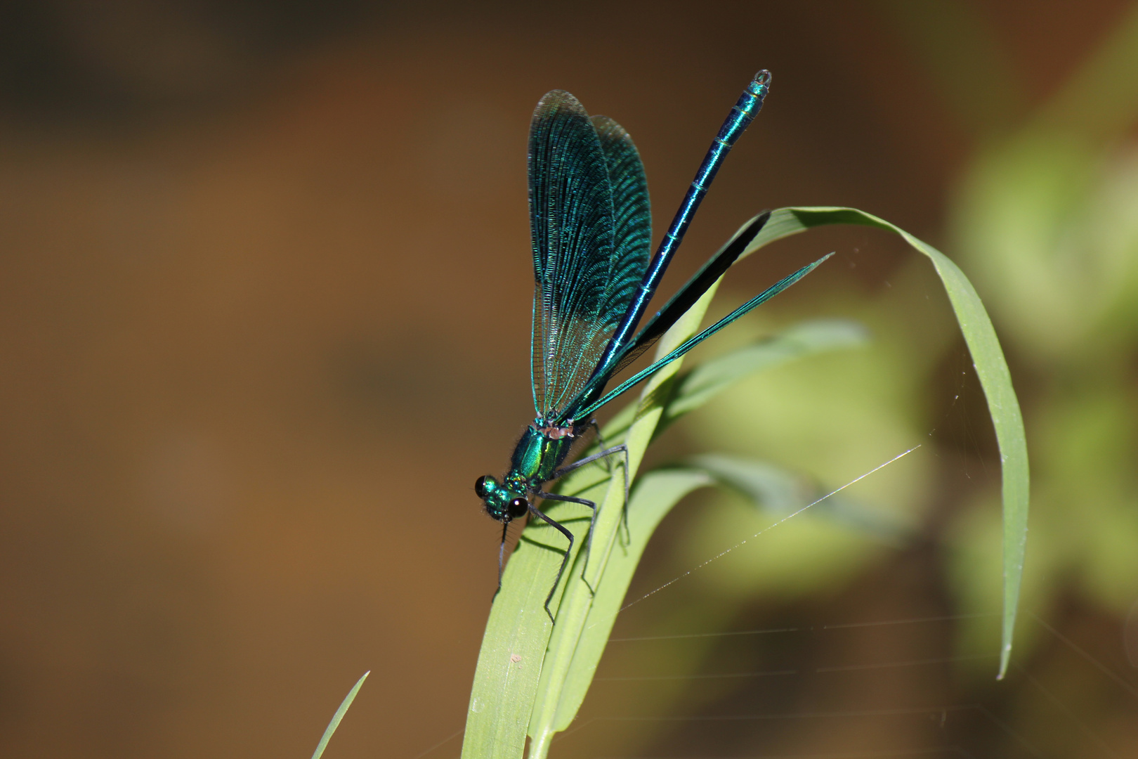 la libellula blu