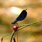 La libellula e la ciliegia