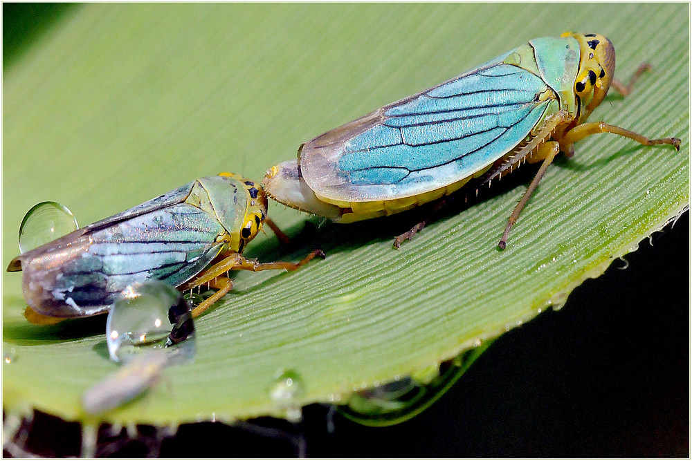 La libellula II