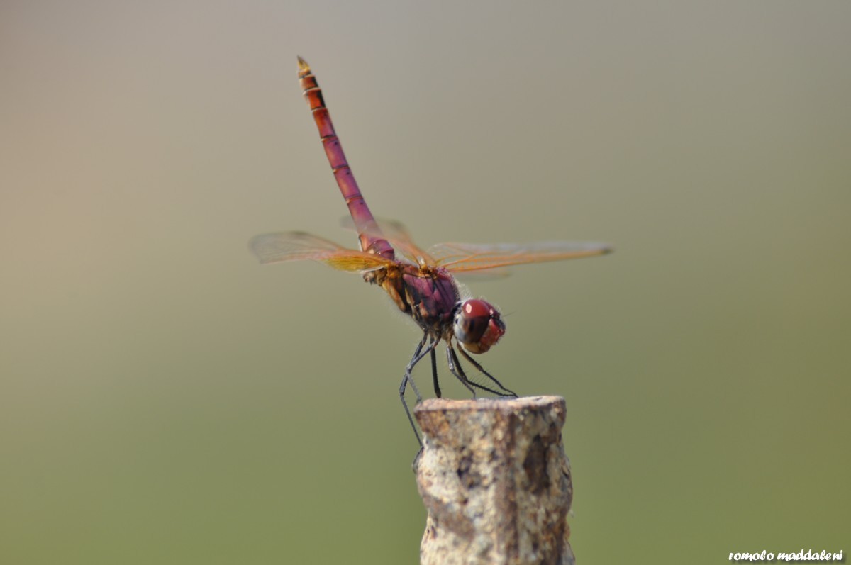 la libellula Tifeo