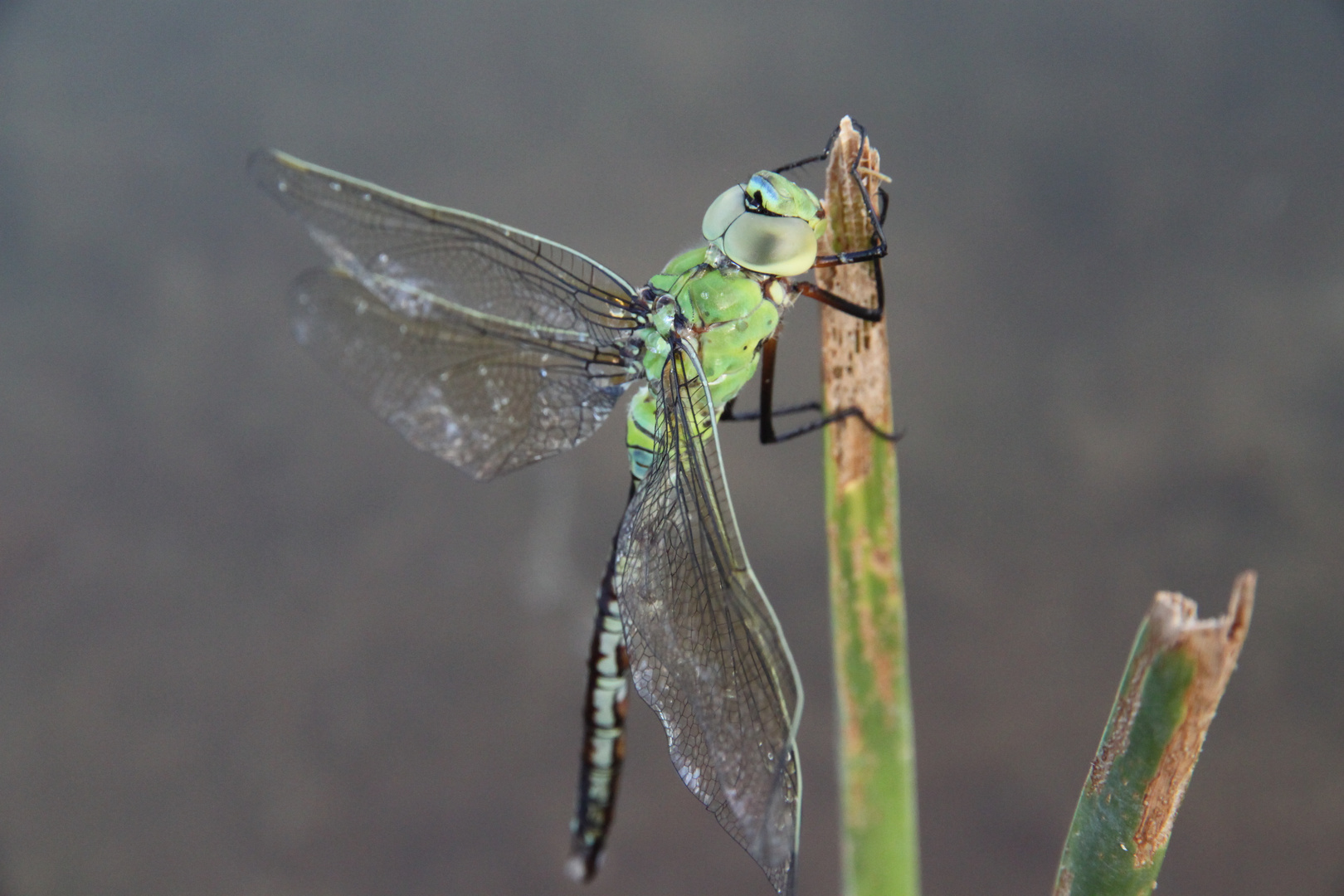 La libellula verde