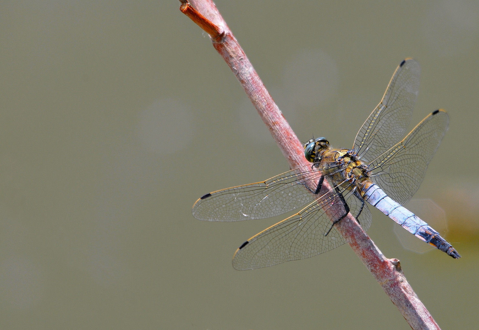 La libellule bleue