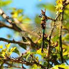 la libellule  dans l'arbre 