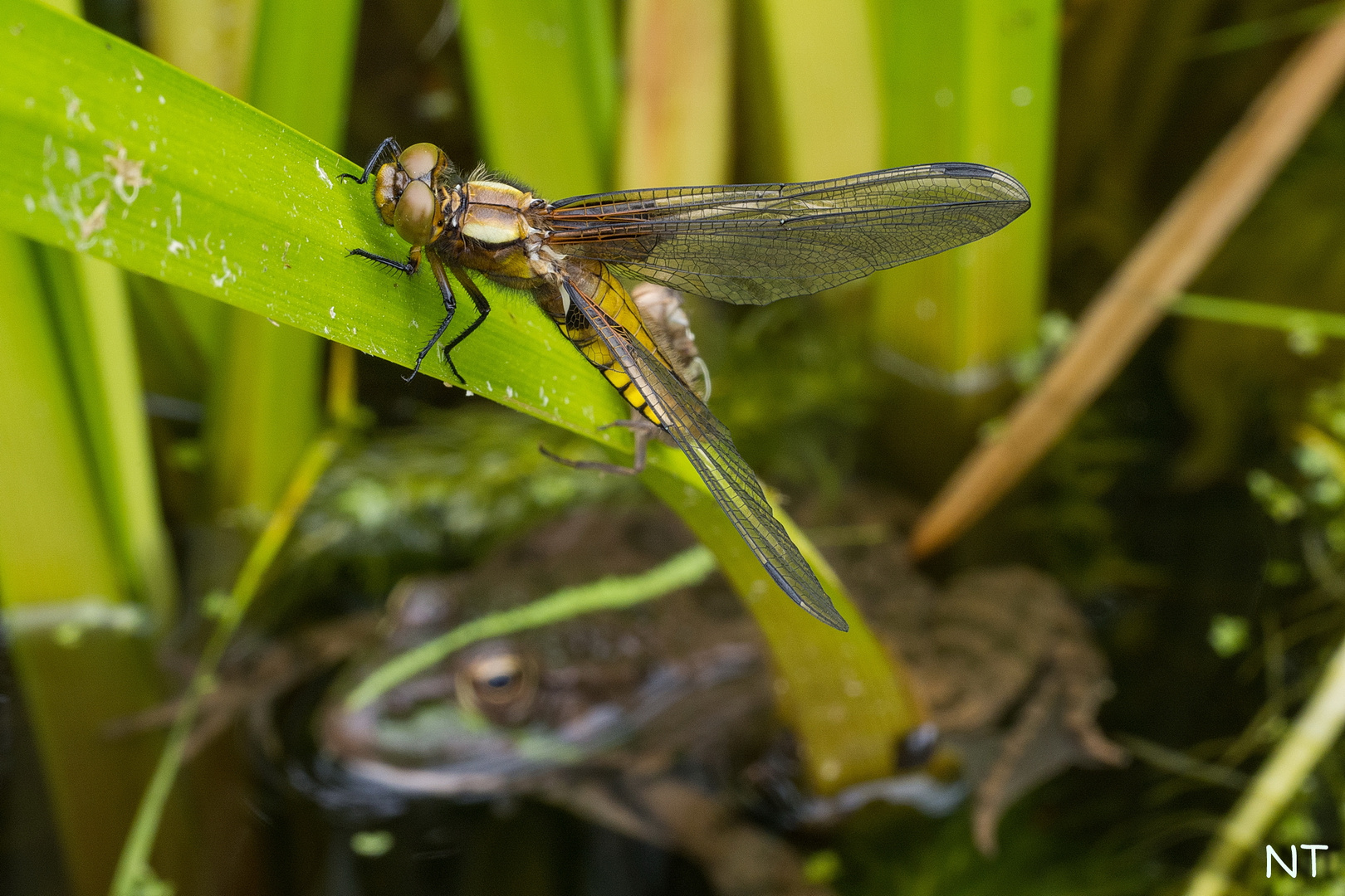 La Libellule et la Grenouille.