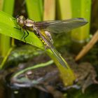 La Libellule et la Grenouille.