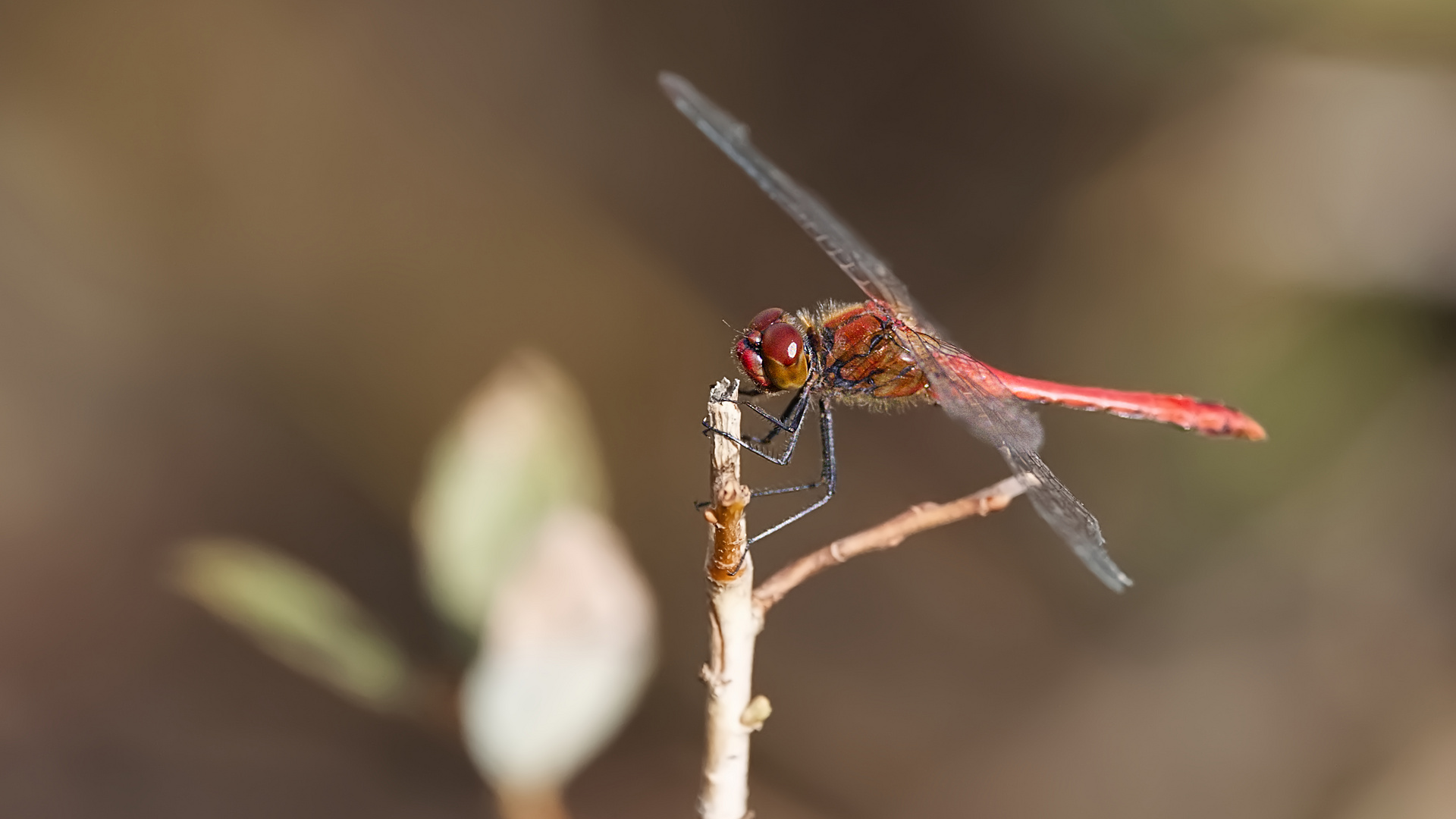 La libellule rouge