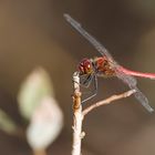 La libellule rouge