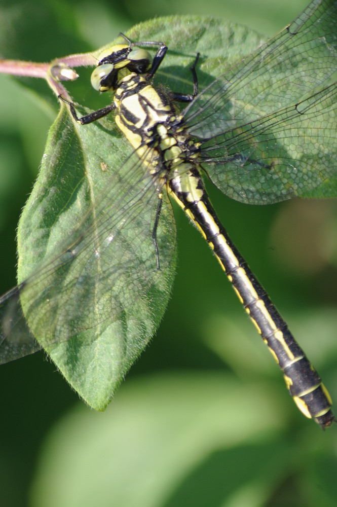 la libellule vertjaune