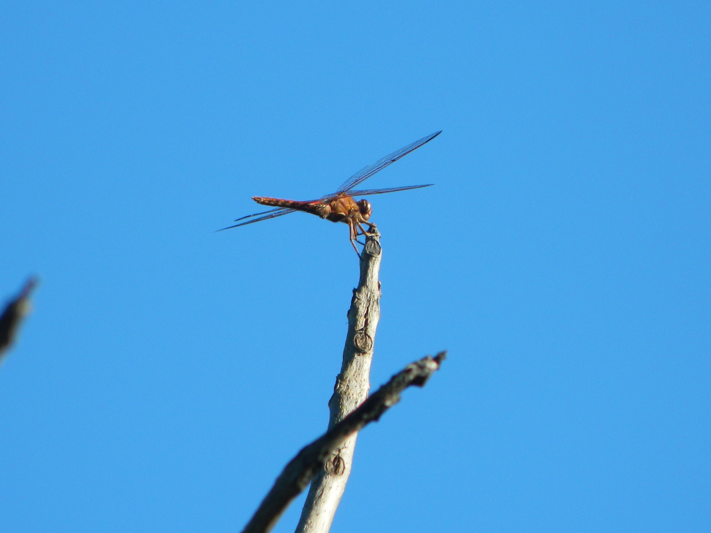 La libélula