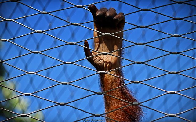 La libertà dell'uomo è definitiva ,ma gli animali non hanno diritto di averla?