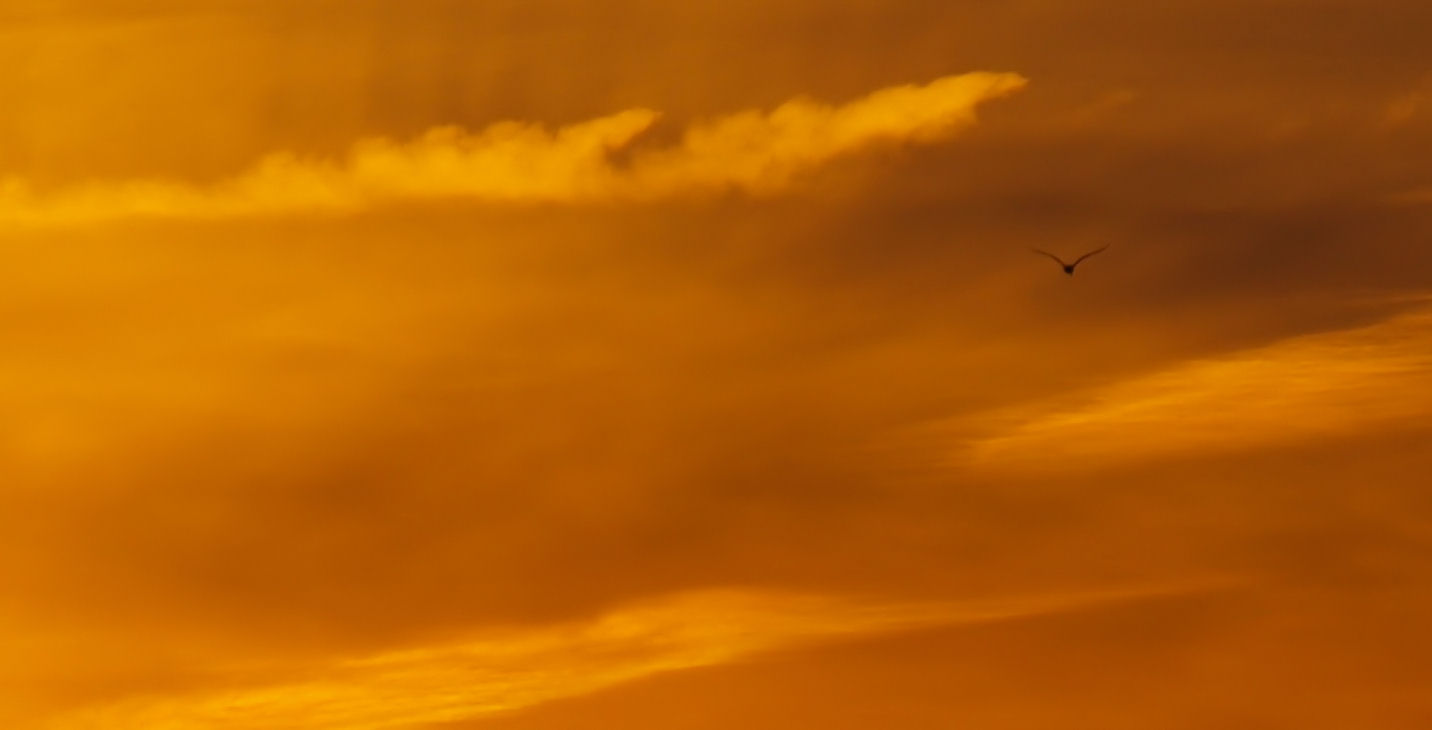 la libertà di un gabbiano al tramonto