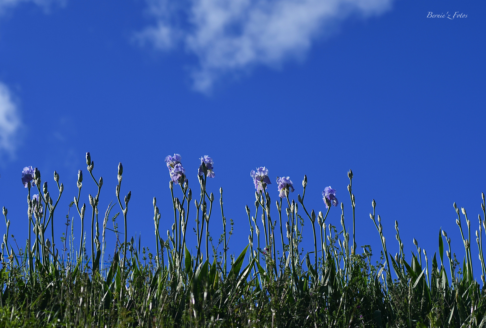 La ligne bleue des iris