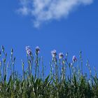 La ligne bleue des iris