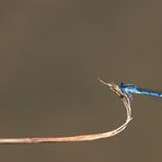 La ligne bleue