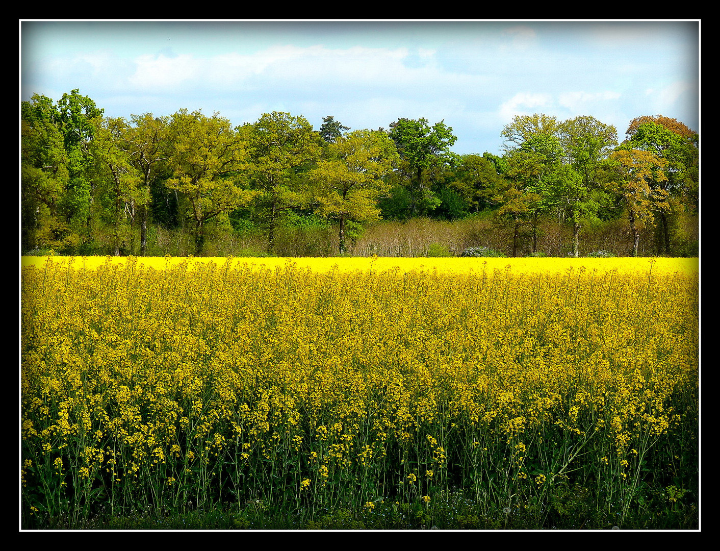 LA - LIGNE - JAUNE - FC ----