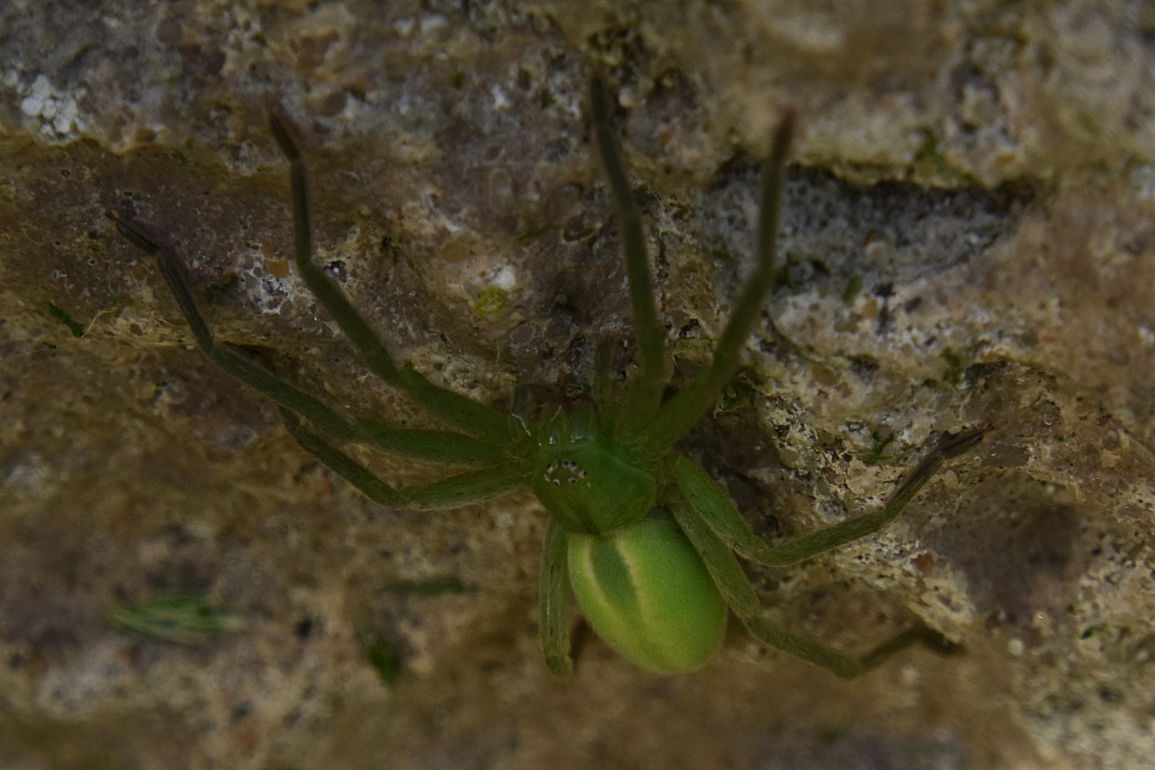 La ligne verte