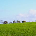 la lignée d'arbres 