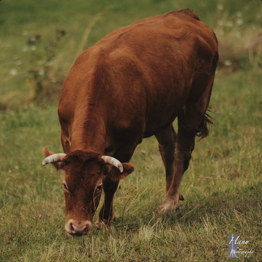 La limousine 