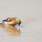 La linotte mélodieuse  qui se mire dans l'eau