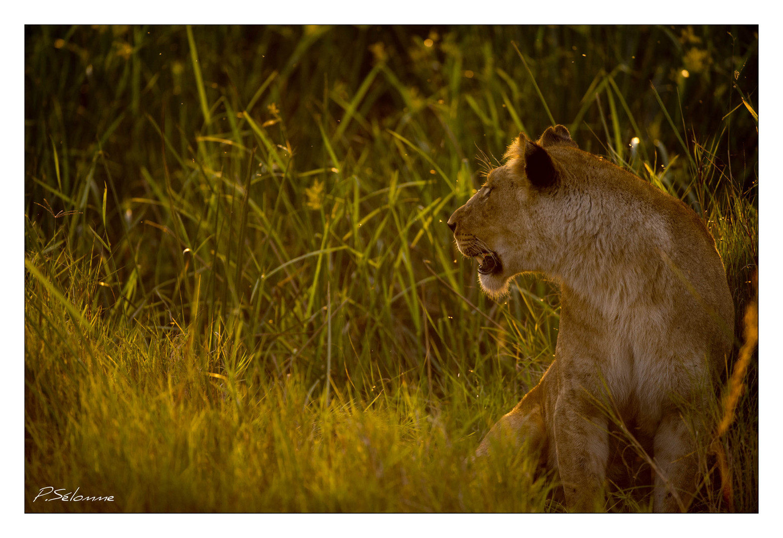 La lionne au soleil couchant