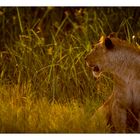 La lionne au soleil couchant