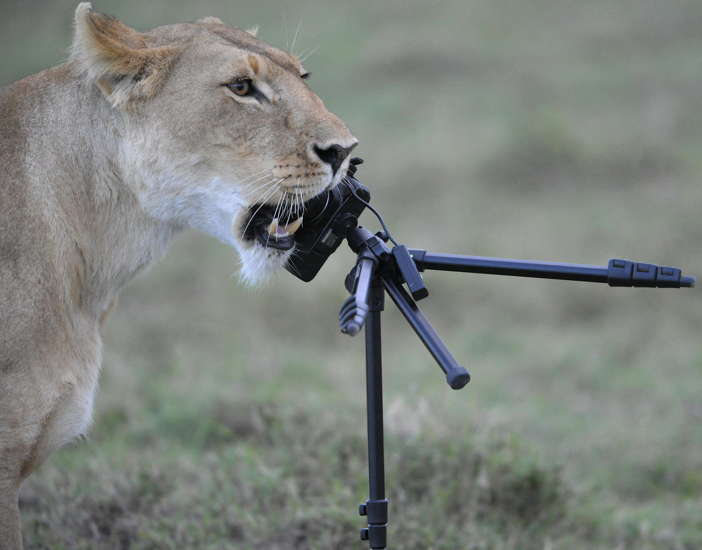 La Lionne Photographe