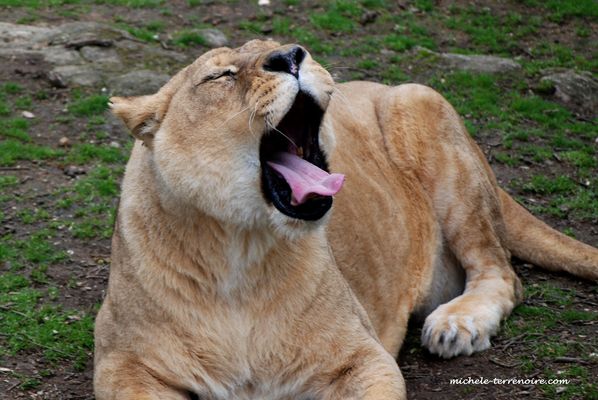 La lionne qui baille