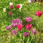 La liseuse aux tulipes