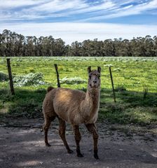 La llama me mira