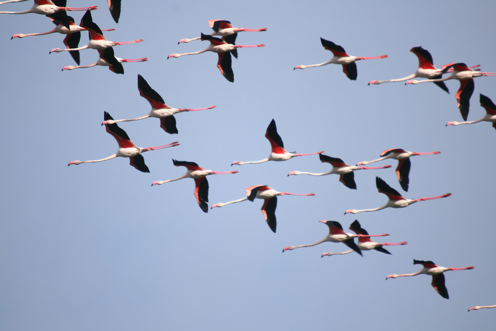 La llegada de los flamencos