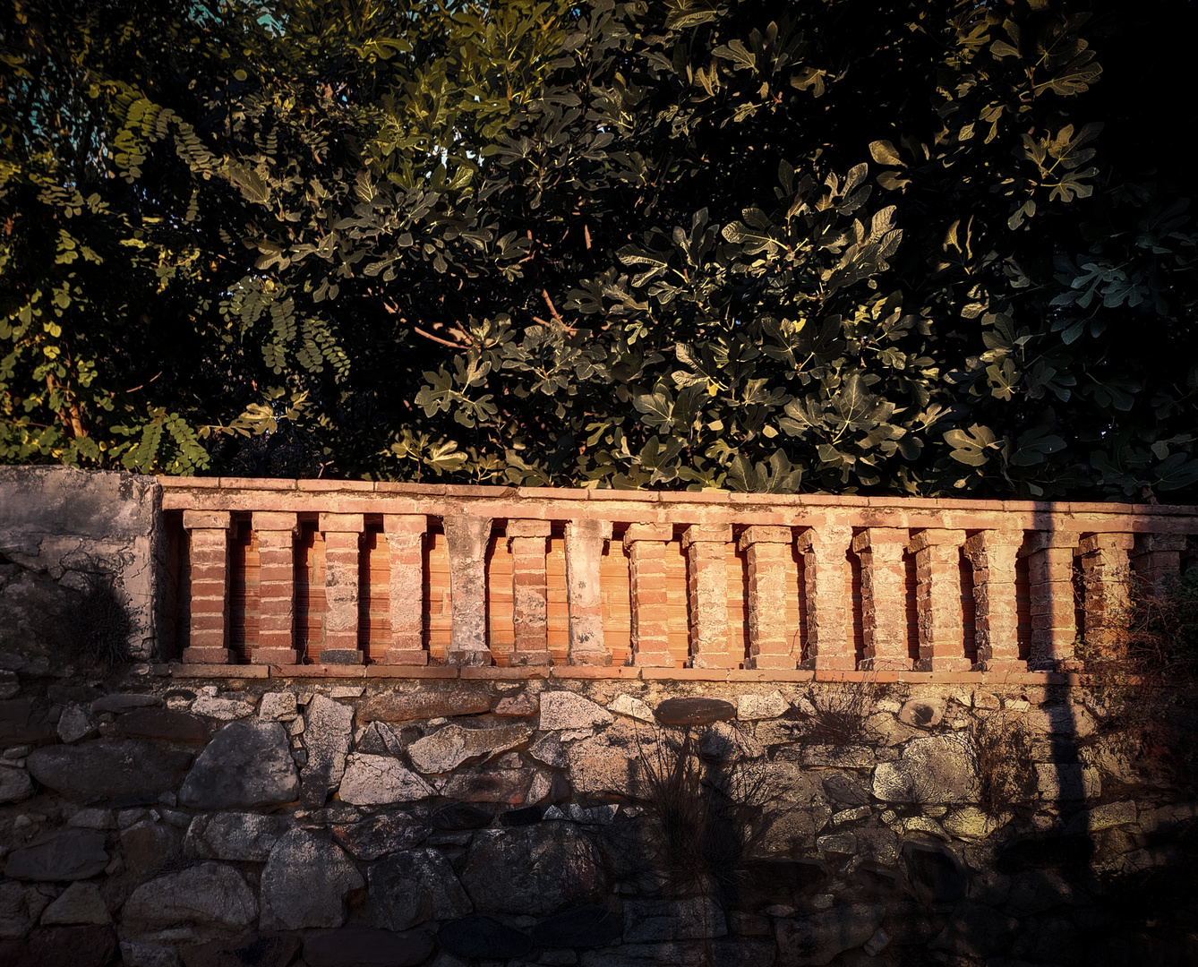 La llum de tardor a la tanca del jardí