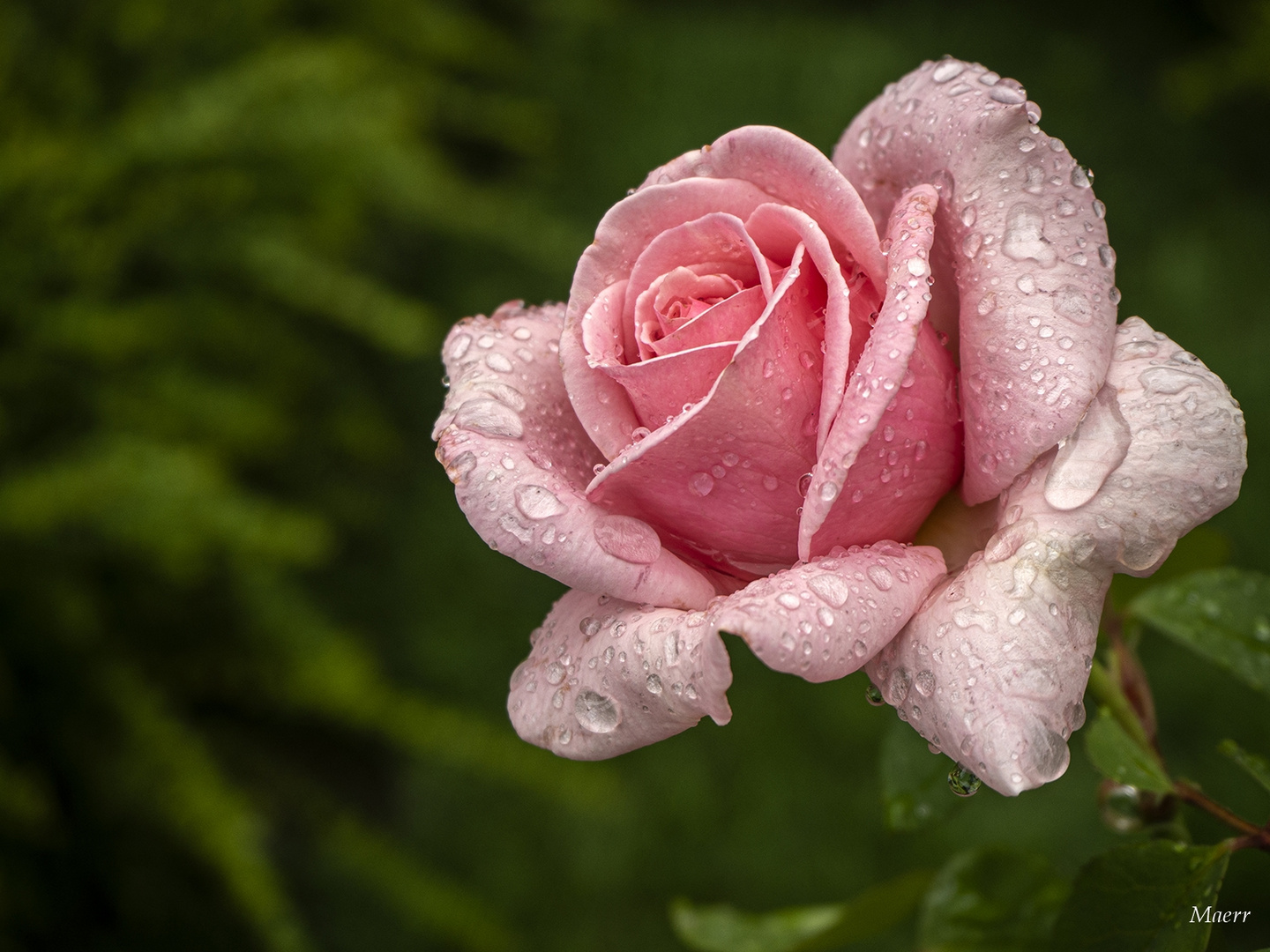 la lluvia bañando las rosas.