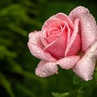 la lluvia bañando las rosas.