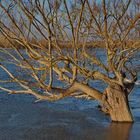 la Loire en crue