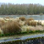 La Loire : La rive sauvage