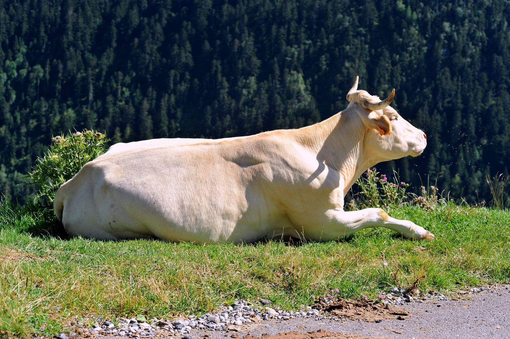 la lourdaise se la coule douce ds les hauteurs du col du portet (pyrénées) 