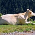 la lourdaise se la coule douce ds les hauteurs du col du portet (pyrénées) 