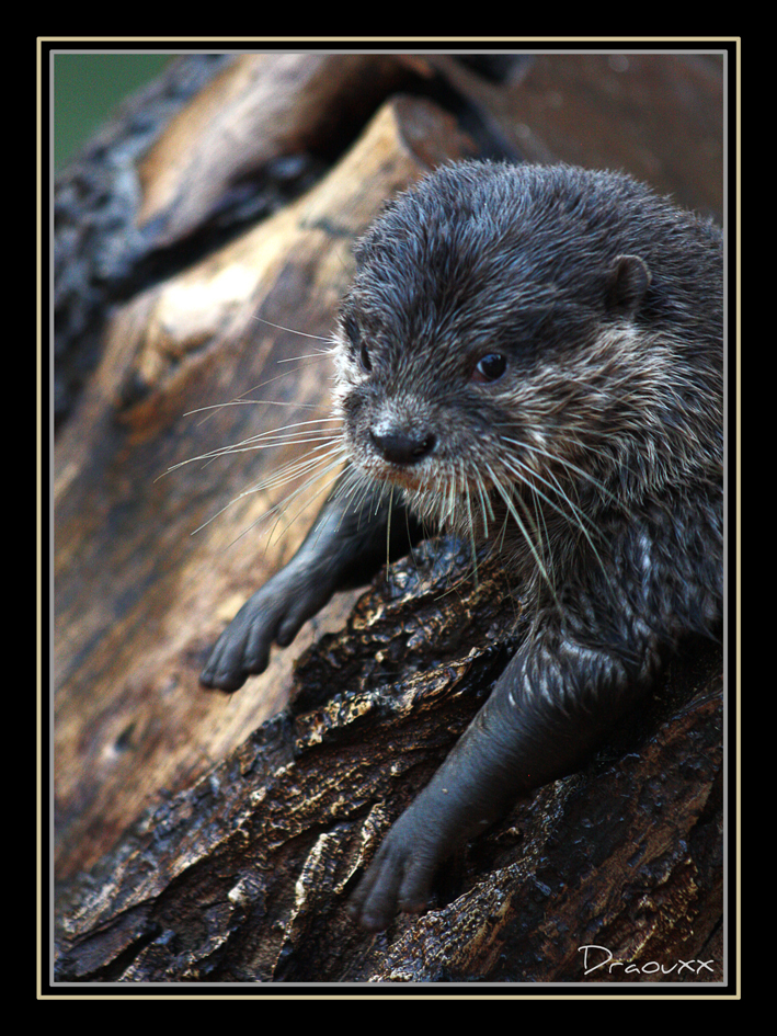 la loutre