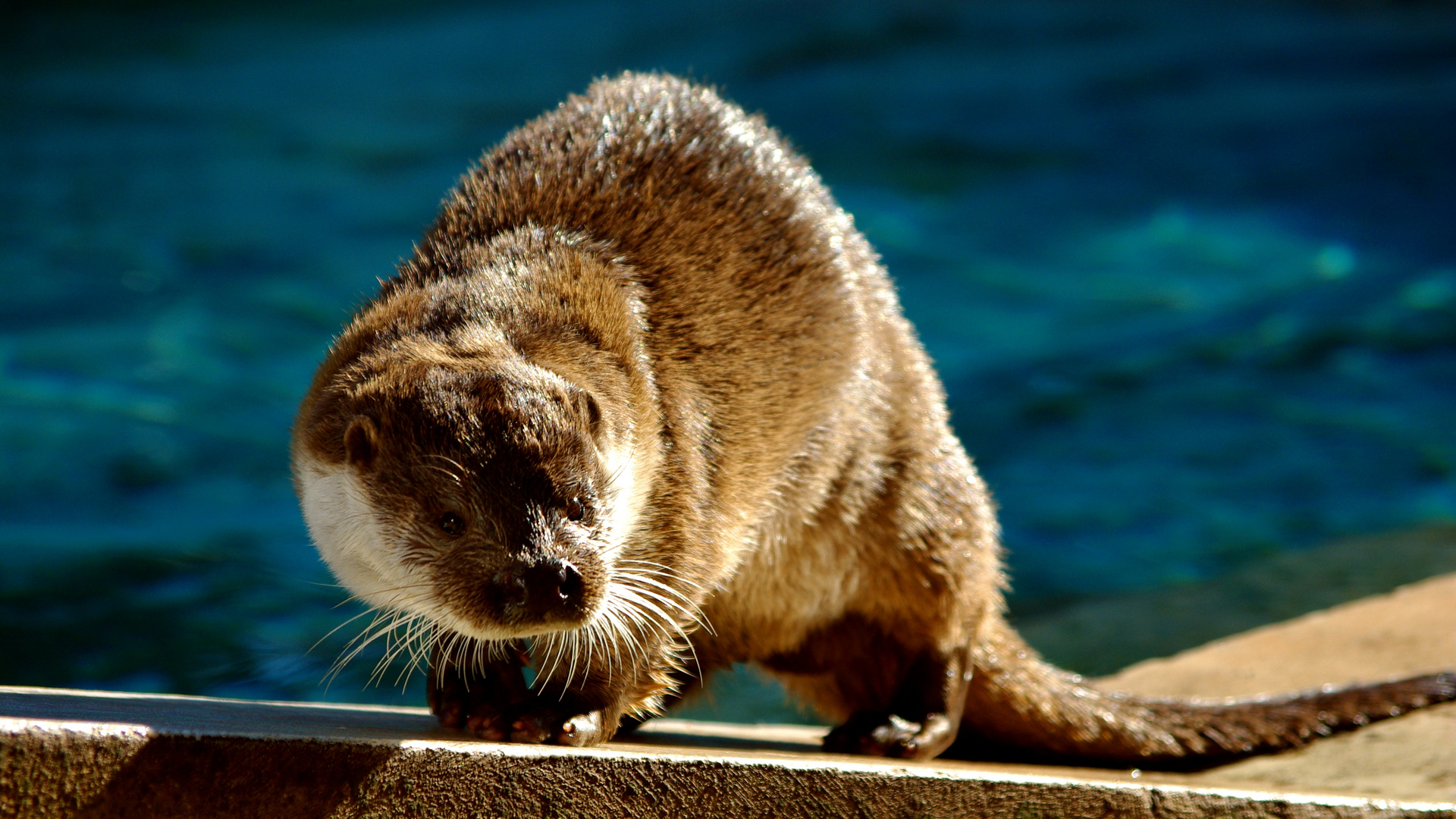 La loutre de Lunaret ( Montpellier )